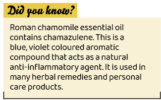 ,Roman chamomile essential oil contains chamazulene. This is a blue, violet coloured aromatic compound that acts as a...