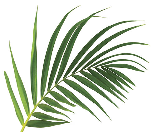 Green leaves of palm tree isolated on white background