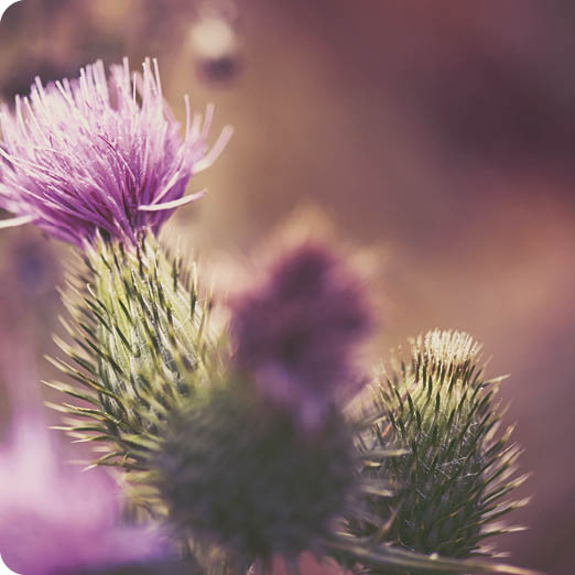 pink milk thistle flower in bloom in summer morning. Cross processed. Analog instagram filter. 