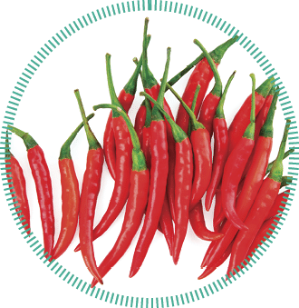 Fresh Chili Peppers isolated on white background.