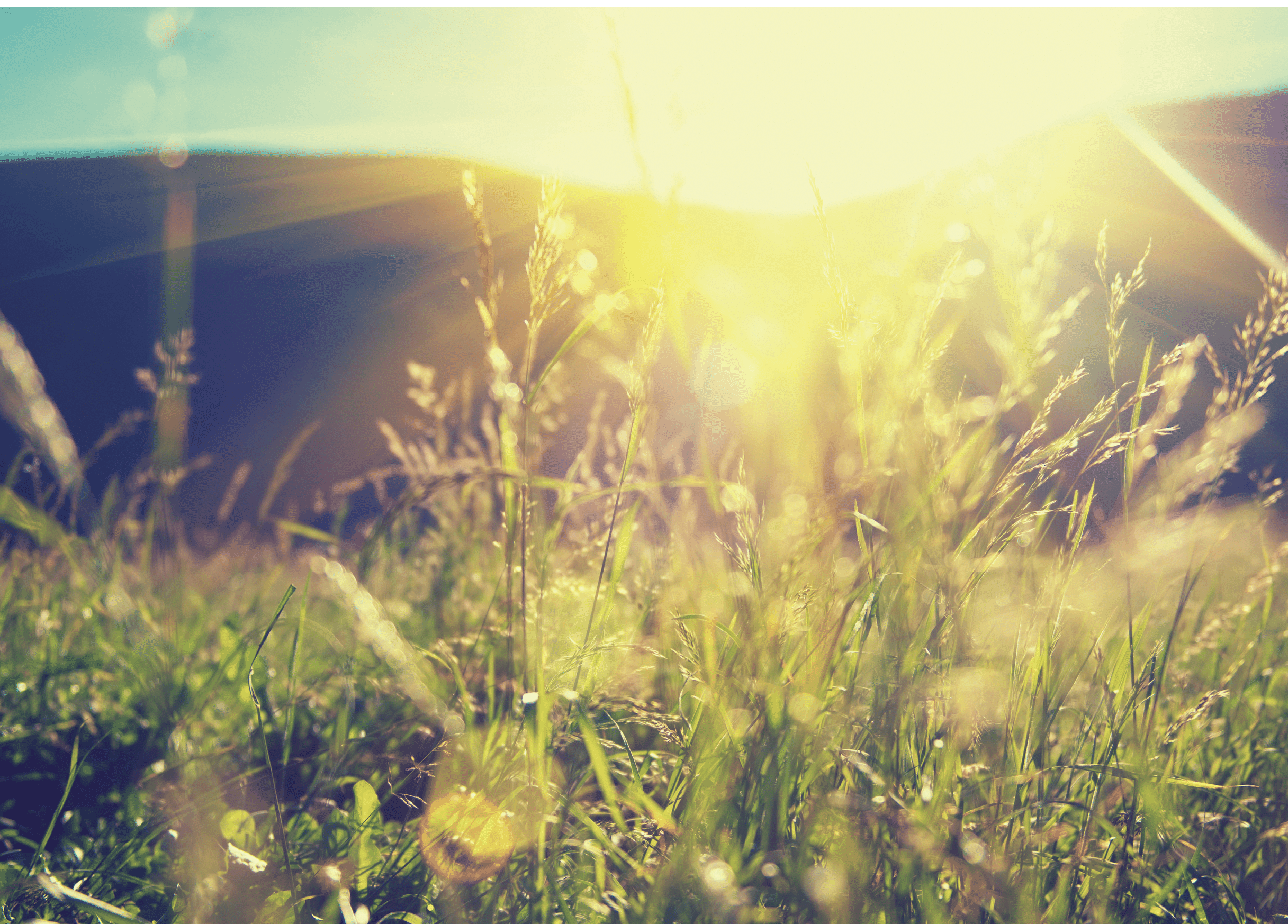 Beautiful nature landscape - Alpine meadow. Grass closeup with sunbeams. Beautiful Nature landscape with sun flare. Vintage Sepia toned