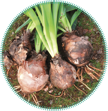 Green sea squill plant (Drimia maritima) growing in the of MOROCCO, sea onion,