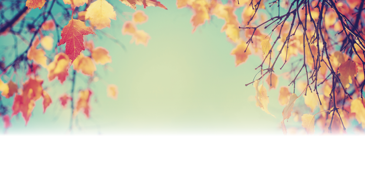 Colorful foliage in the autumn park/ Autumn leaves sky background/ Autumn Trees Leaves in vintage color
