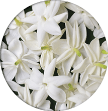 White Jasmin (Jasminum grandiflorum) flowers on plantain leaf. Floral white background.