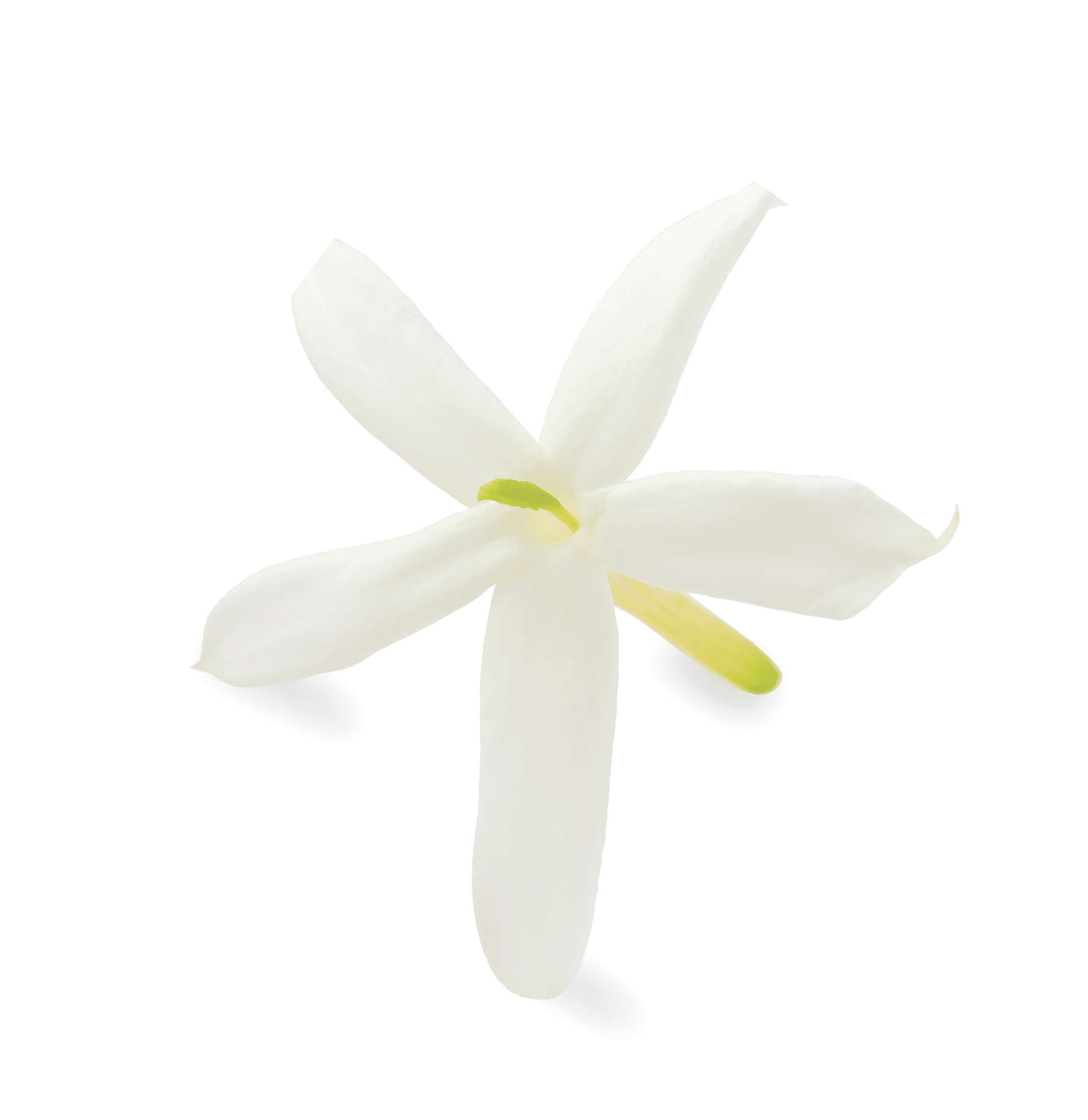 jasmine flower isolated on white