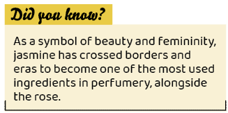 ,As a symbol of beauty and femininity, jasmine has crossed borders and eras to become one of the most used ingredient...