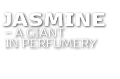 Jasmine – a giant in perfumery