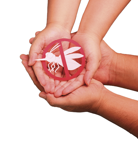 Hands holding paper No mosquito, bite for World malaria day with Stop mosquito sign for prevention of virus,dengue, chikungunya, Zika, Mayaro, Malaria, flavi ep
