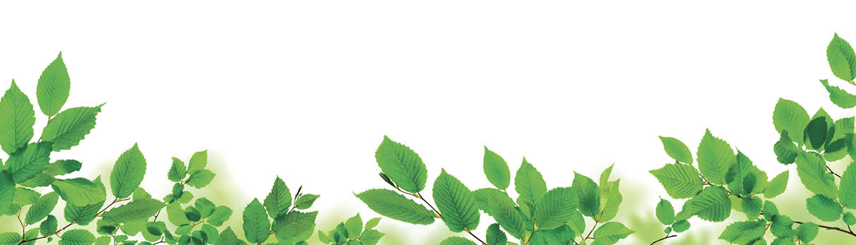 Green leaves isolated on white as an ornate panoramic nature border