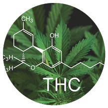 THC formula, Tetrahydrocannabinol . CBD and THC elements in Cannabis,Growing Marijuana, medical marijuana, despancery business. cannabinoids and health, Hemp industry,