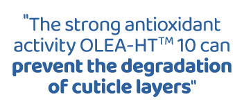 \“The strong antioxidant activity OLEA HTTM 10 can prevent the degradation of cuticle layers\"