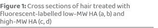 Figure 1: Cross sections of hair treated with fluorescent labelled low MW HA (a, b) and high MW HA (c, d