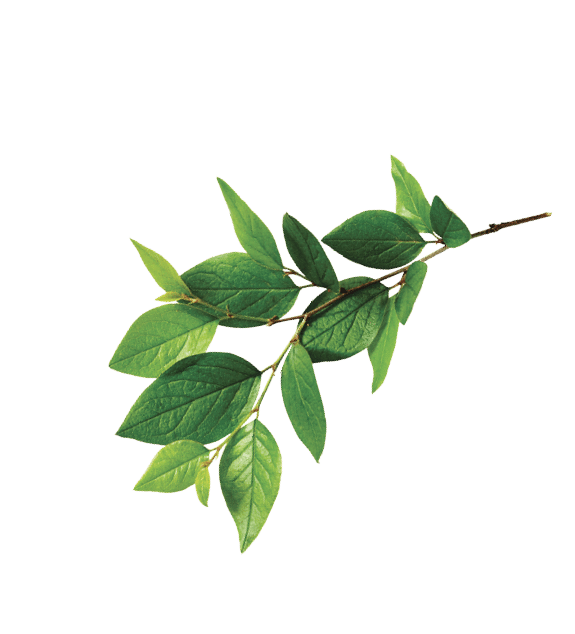 Twig with green leaves isolated on white