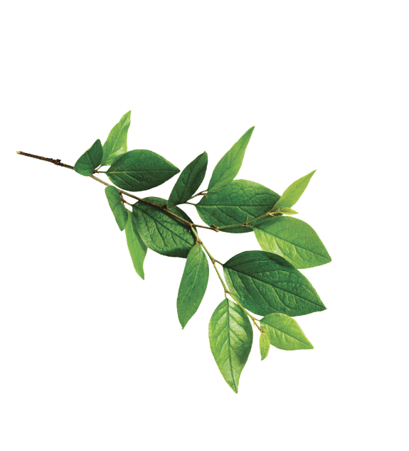 Twig with green leaves isolated on white