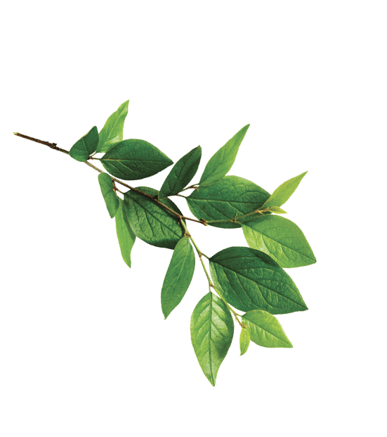 Twig with green leaves isolated on white