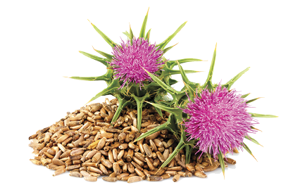 Seeds of a milk thistle with flowers (Silybum marianum, Scotch Thistle, Marian thistle ) Close-up on white background.
