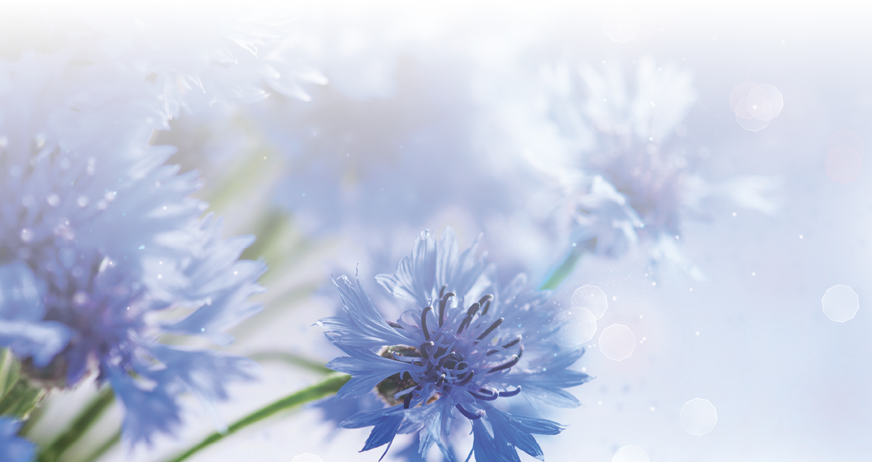 Cornflowers. Wild Blue Flowers Blooming. Border Art Design. White background. Closeup Image. Soft Focus