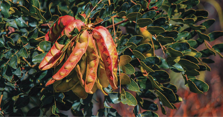 Organic Peruvian Tara tree in Peru