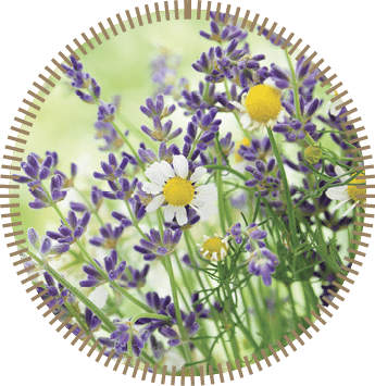 lavender flowers and chamomile