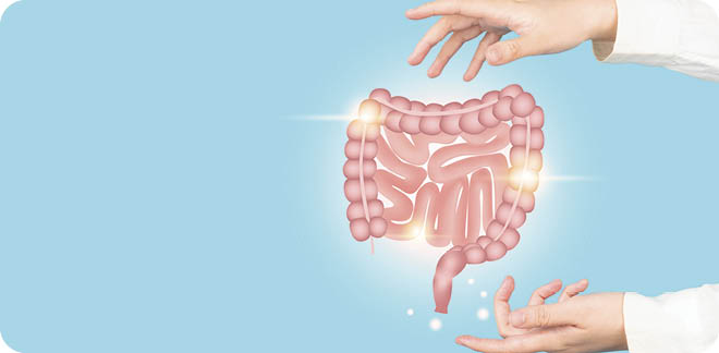 Healthy intestine anatomy on doctor hands. Concept of healthy bowel digestion, colon cancer screening, intestinal disease treatment or colorectal cancer awareness.