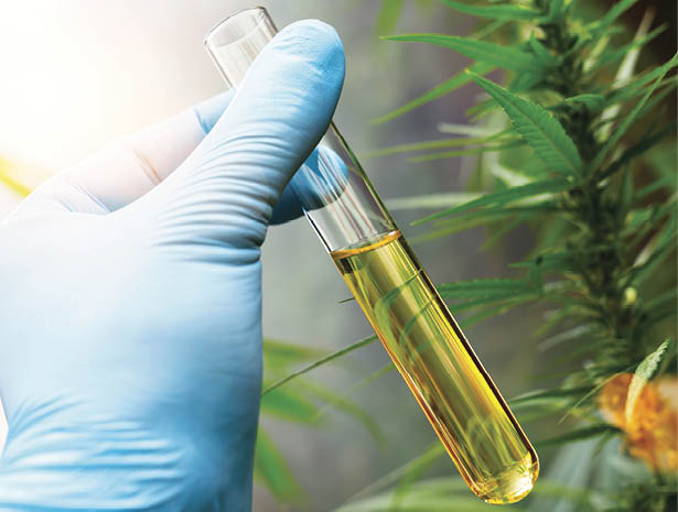 scientist hand holding a test tube of cbd biological and ecological herbal pharmaceutical cbd oil at a Hemp farm. Concept of herbal alternative medicine, cbd oil, pharmaceutical industry