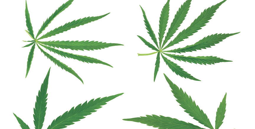 Cannabis leaf isolated on white background, Top view. Flat lay. Set or collection