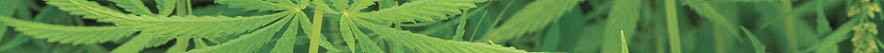 canabis on marijuana field farm sativa weed hemp hash plantation