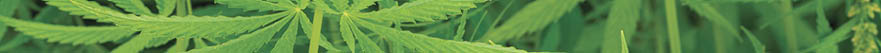 canabis on marijuana field farm sativa weed hemp hash plantation