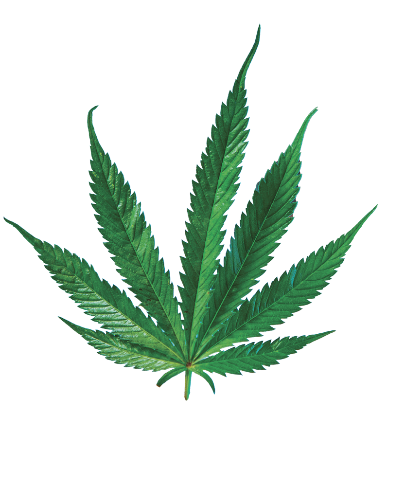 Female doctor with hemp pill and cannabis leaf in hands in studio. Organic dietary supplements