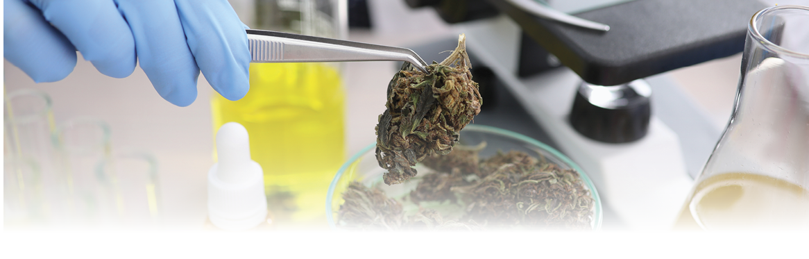 Pharmacist conducts experiment with dried hemp. Promotion and creation cannabis-based medicines. Cannabis study process. Crops and drugs related to therapeutic or medicinal methods