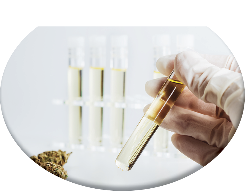 hand is holding a test tube of cannabis oil 