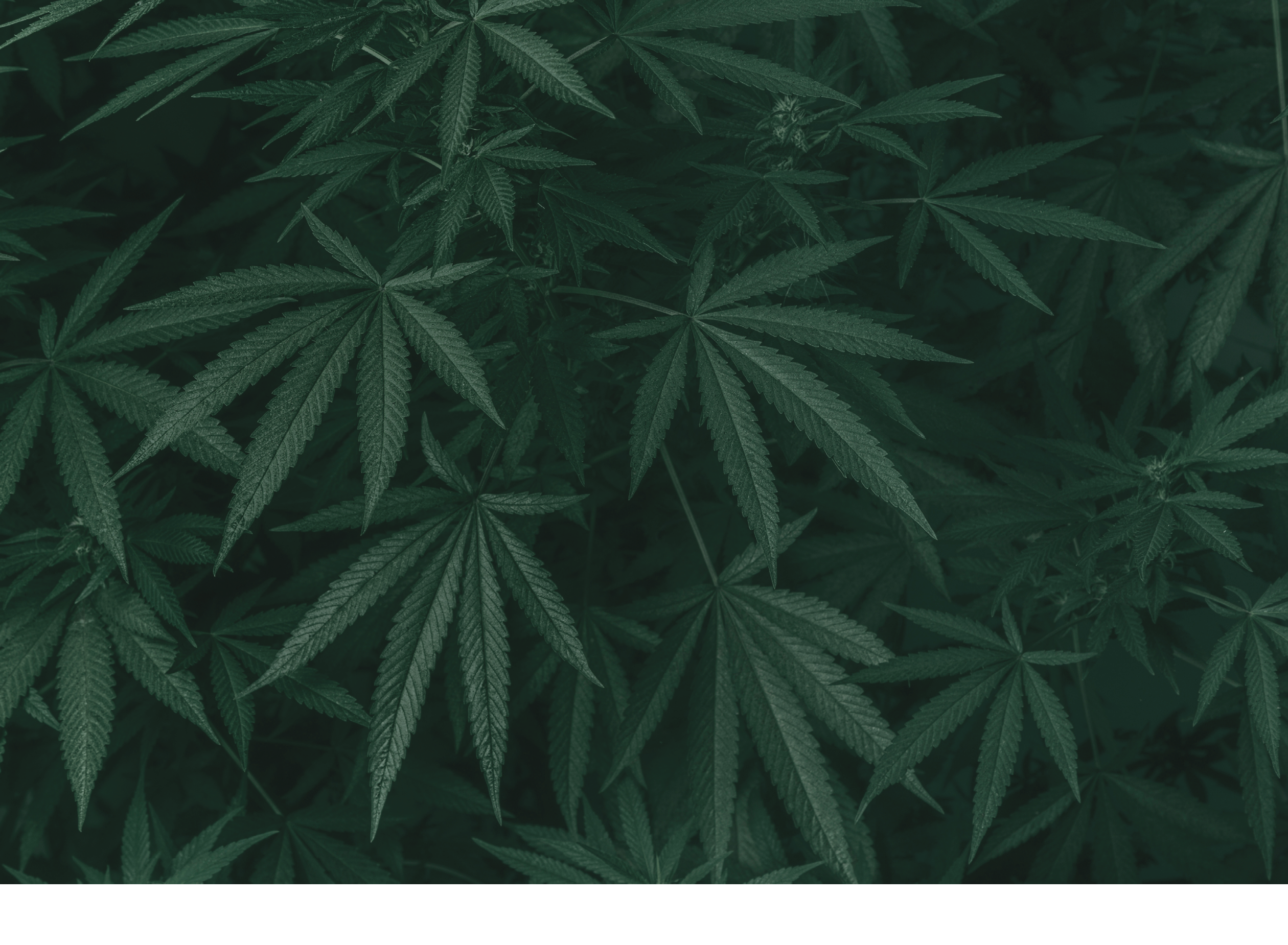 Weed texture for background. Marijuana plant. Cannabis leaves in a horizontal composition.