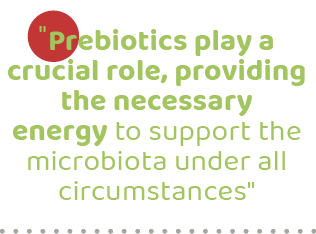 \“Prebiotics play a crucial role, providing the necessary energy to support the microbiota under all circumstances