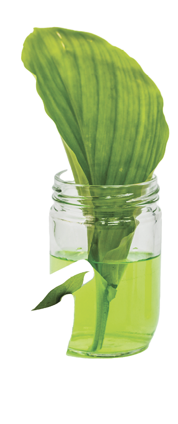 Herbal natural organic skin care serum with plant in white mortar bowl.