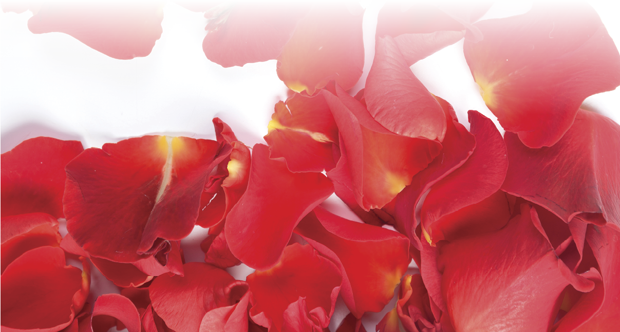 Red rose petals isolated on white background