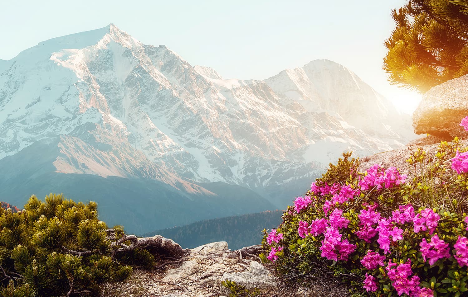 Alpine Rose Active wins in-cosmetics Bronze Award