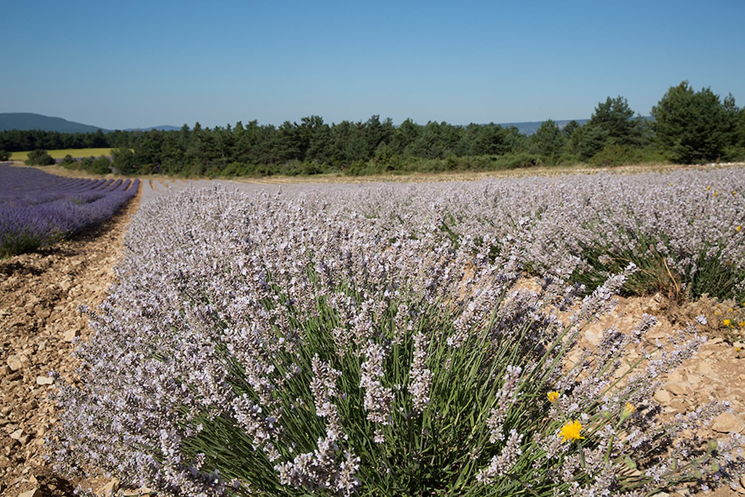 Symrise and CRIEPPAM continue to collaborate on lavender biodiversity