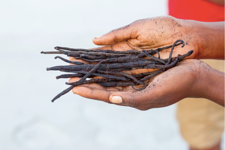 Mane helps sequence Vanilla planifolia genome