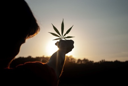 Afriplex cannabis footprint continues to expand