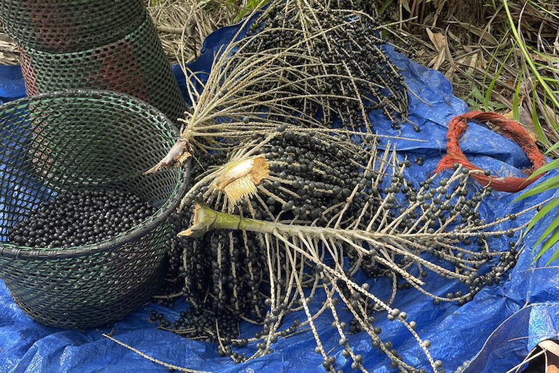Açaí’s journey to a superstar ingredient
