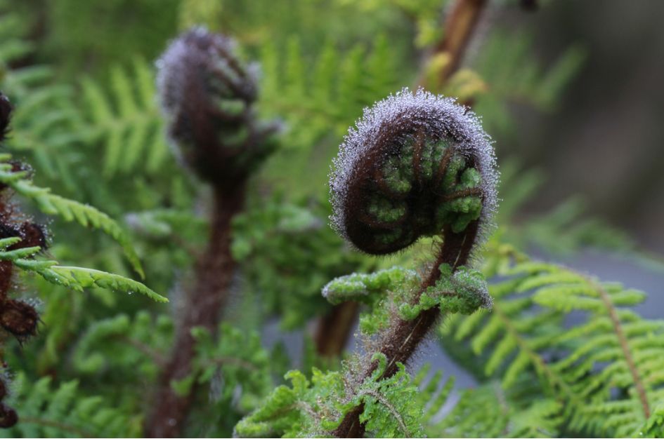 Skincare industry embraces indigenous ingredients
