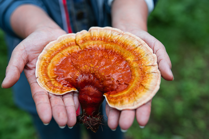 Soothe sensitive skin with Seppic’s new mushroom extract