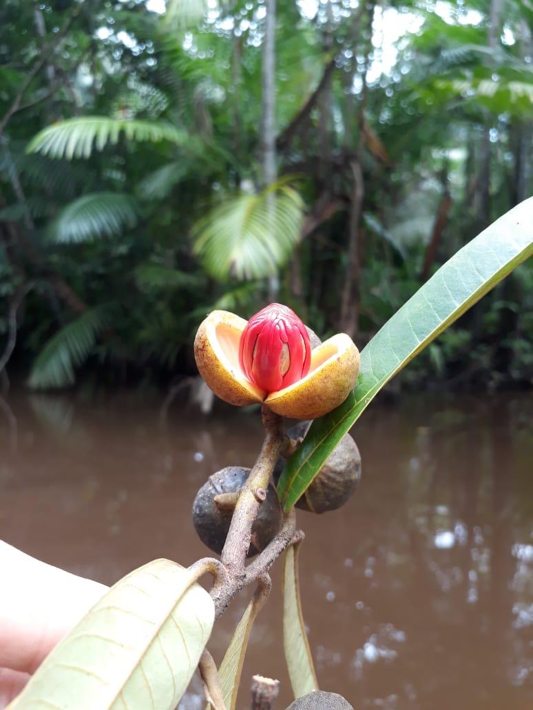 Amazonian oils & butters for natural formulations