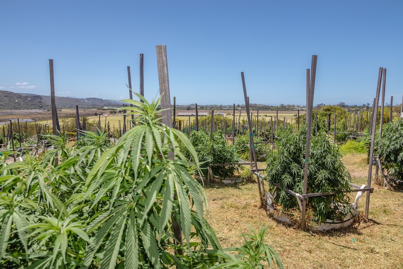 South Africa cannabis law: From private use to public value